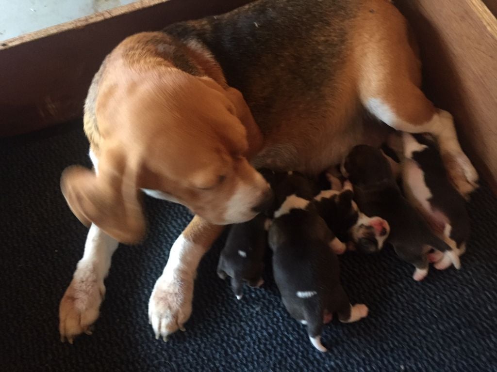 Chiot Beagle de l'écho du prieuré