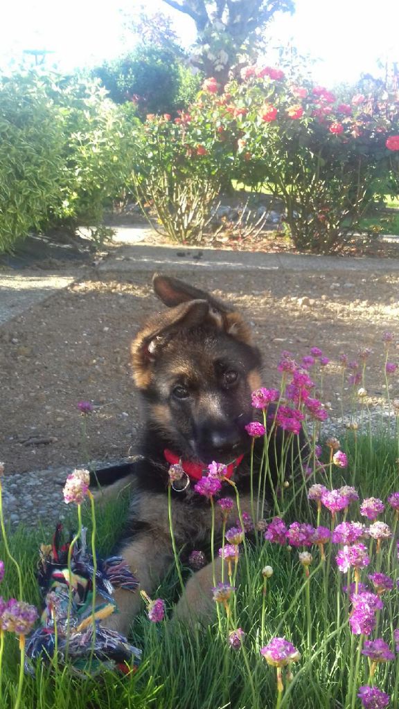 du grand ouest - NAIMA dans son nouveau jardin