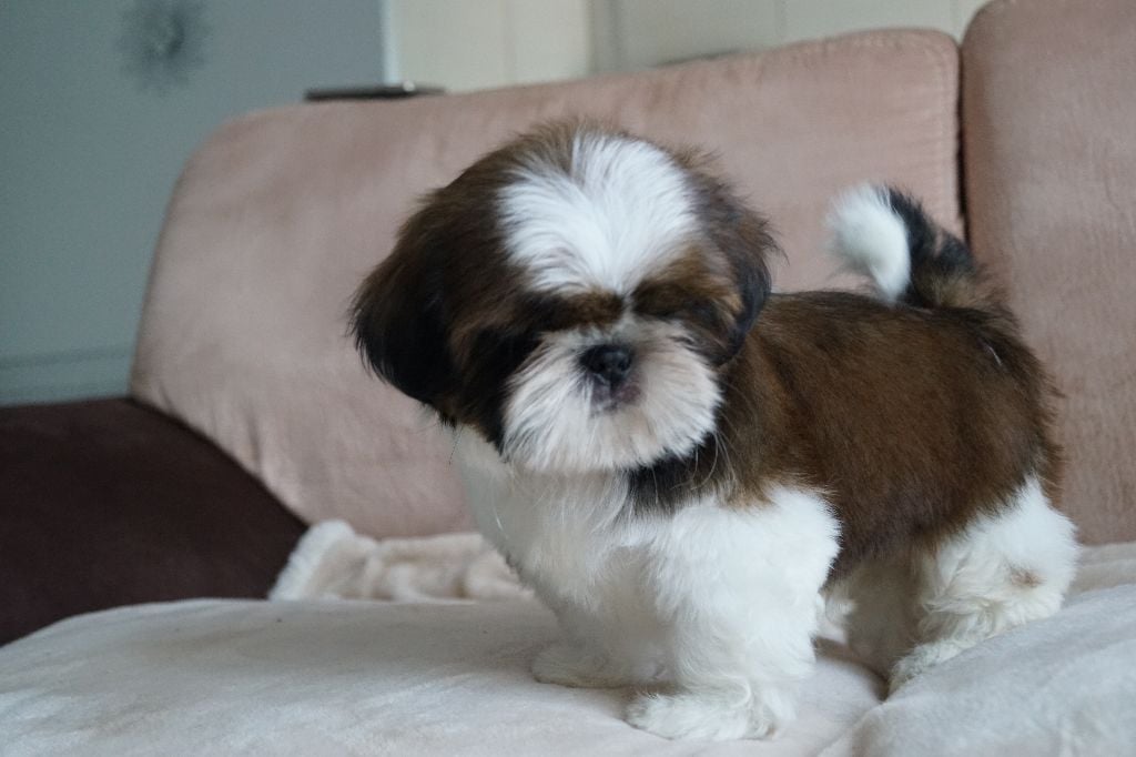 des Roses de Corail - Shih Tzu - Portée née le 09/02/2018