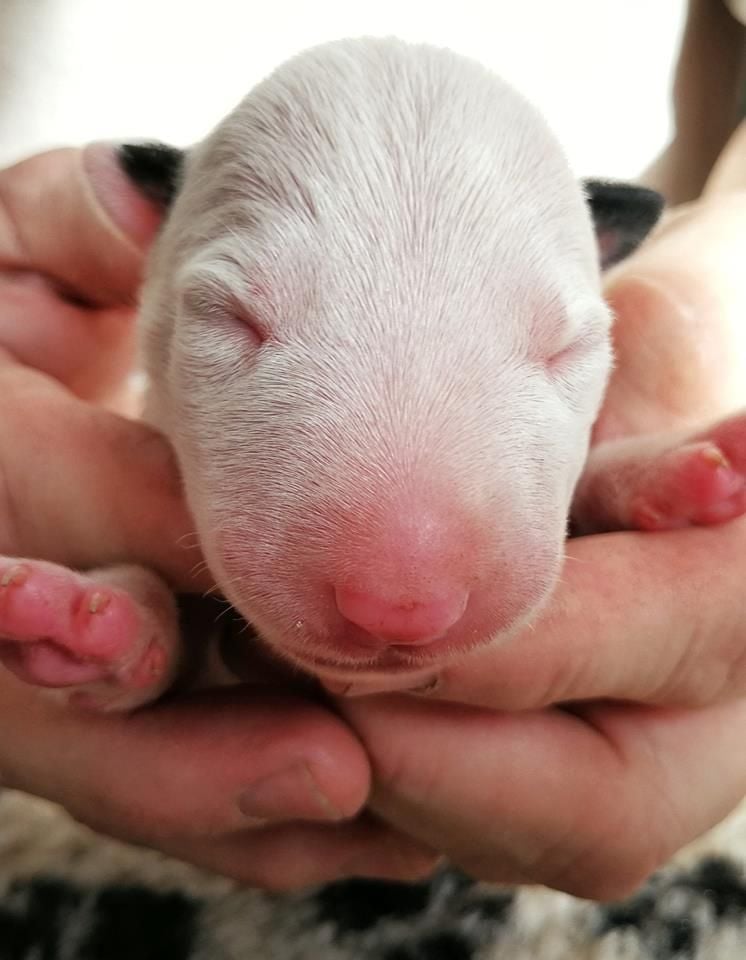 de Fiendlike - Chiots disponibles - Bull Terrier