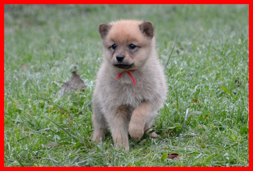 of artic cobaka - chiots spitz finlandais à réserver