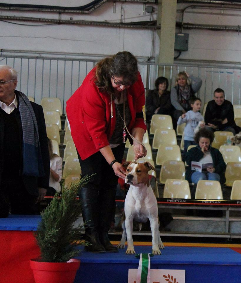 De karysha - EXPO DE TARBES 2017