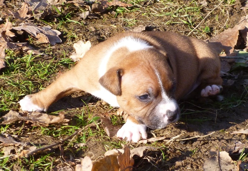 De karysha - Staffordshire Bull Terrier - Portée née le 19/12/2011