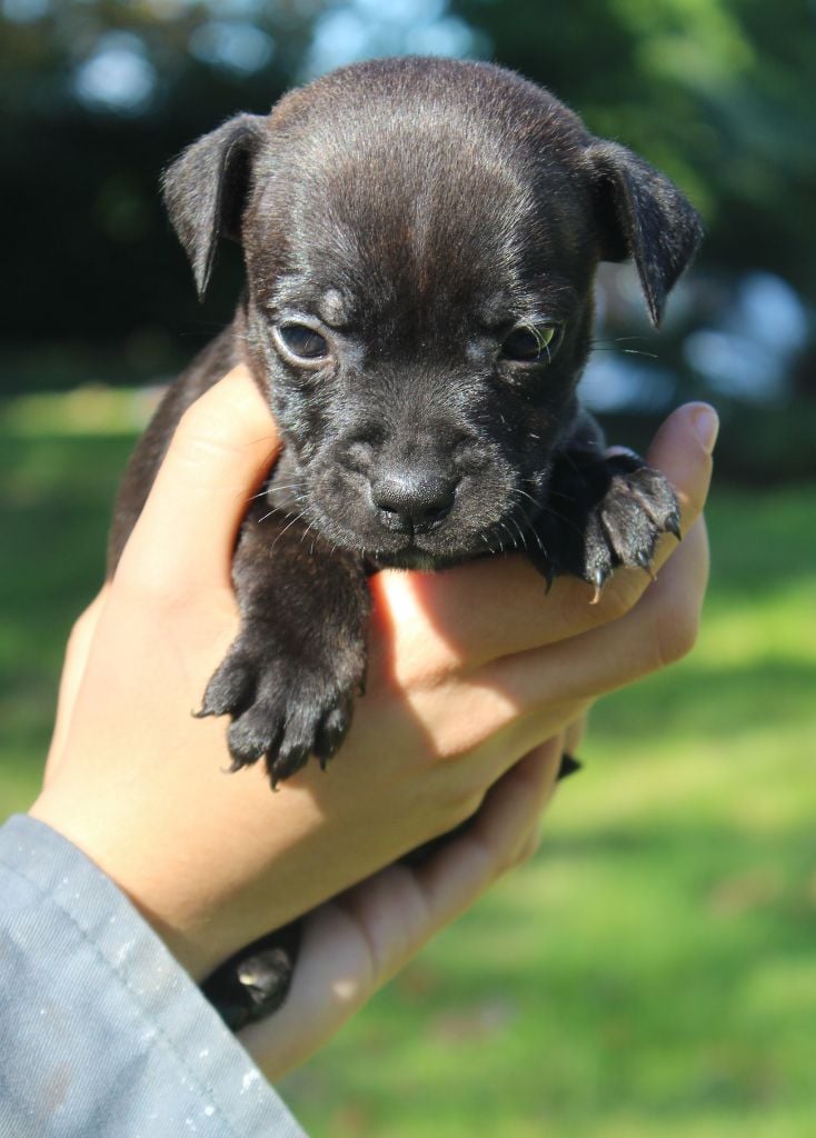 De karysha - Chiots disponibles - Staffordshire Bull Terrier