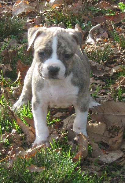 De karysha - American Staffordshire Terrier - Portée née le 31/10/2009