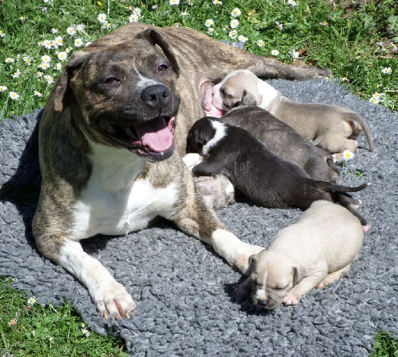 De karysha - American Staffordshire Terrier - Portée née le 18/03/2014