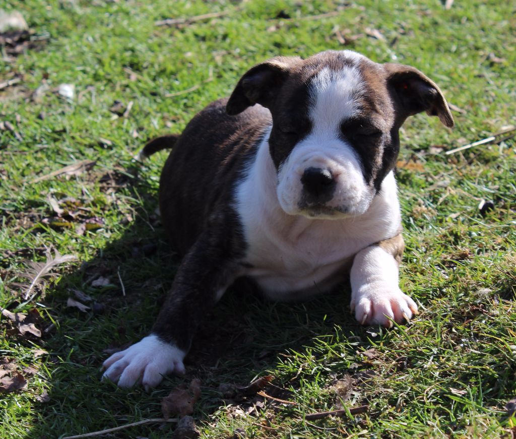 De karysha - American Staffordshire Terrier - Portée née le 11/01/2017