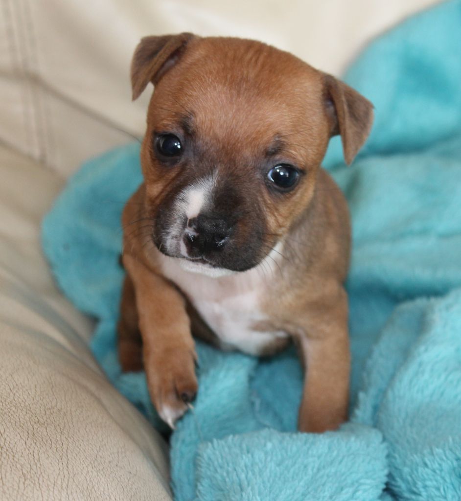 De karysha - Staffordshire Bull Terrier - Portée née le 14/12/2019