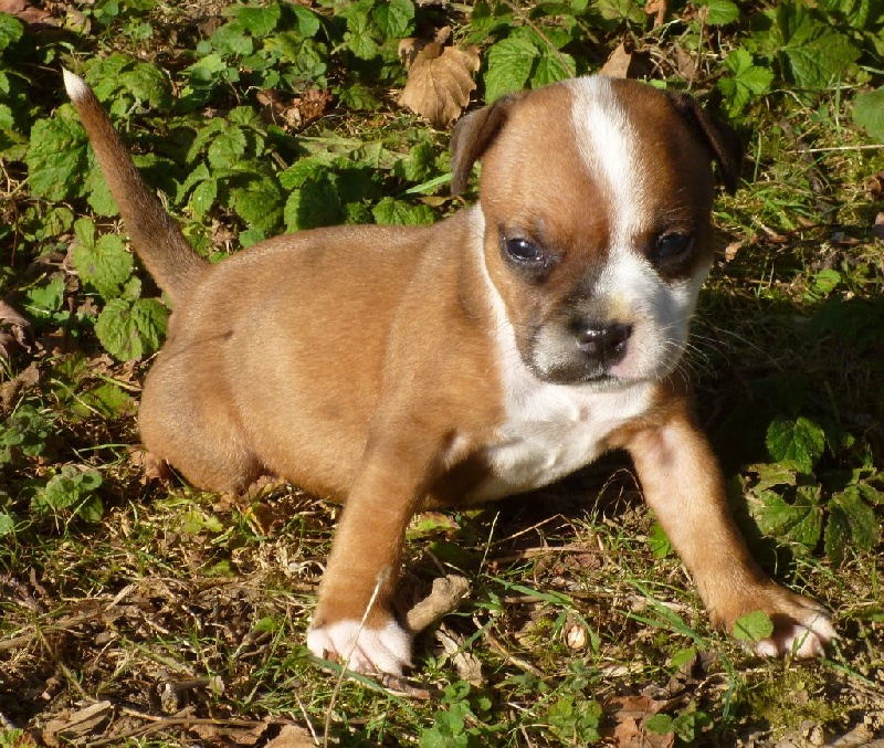 De karysha - Staffordshire Bull Terrier - Portée née le 01/09/2014