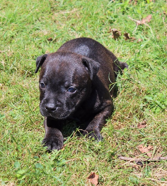 De karysha - Staffordshire Bull Terrier - Portée née le 05/07/2016