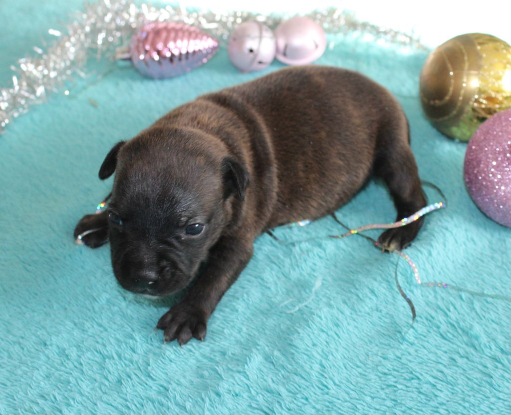 De karysha - Staffordshire Bull Terrier - Portée née le 11/12/2019