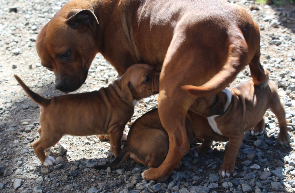 De karysha - Staffordshire Bull Terrier - Portée née le 27/02/2020