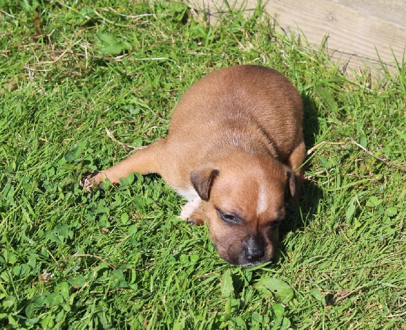 De karysha - Staffordshire Bull Terrier - Portée née le 13/05/2016