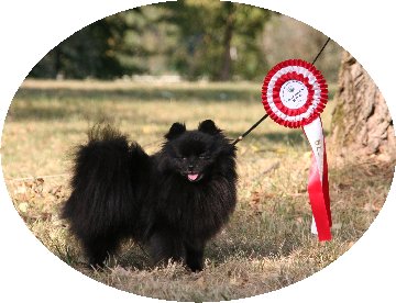 de l'Orée des charmois - un titre de champion pour ....