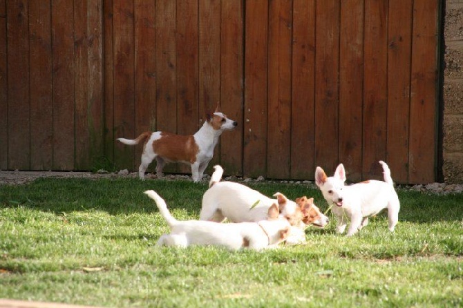 de l'Orée des charmois - animal expo 2014