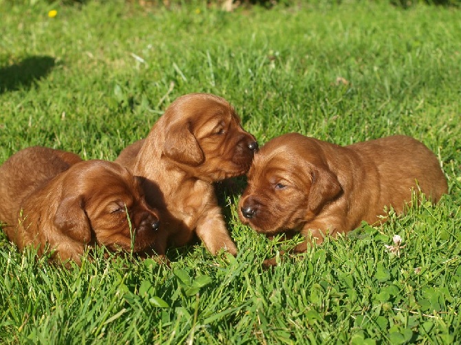 de la Jeannaie du Bois - chiots de furia