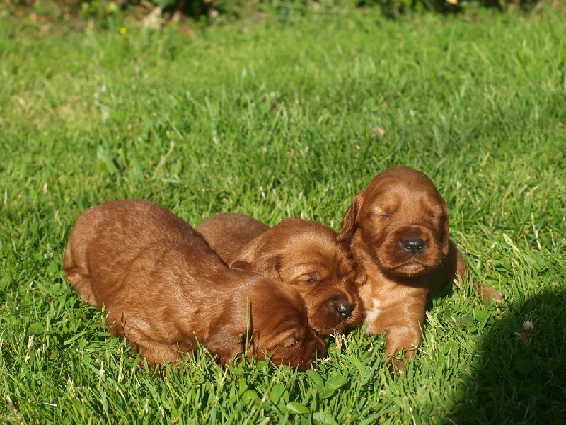 de la Jeannaie du Bois - Setter irlandais rouge - Portée née le 14/10/2015