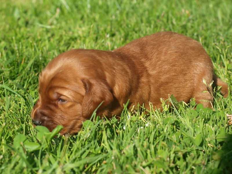 de la Jeannaie du Bois - Chiots disponibles - Setter irlandais rouge