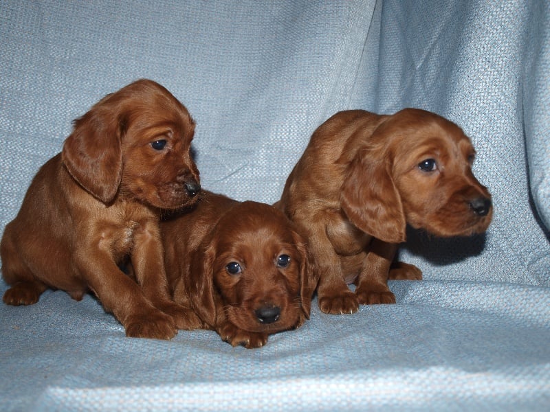 de la Jeannaie du Bois - Setter irlandais rouge - Portée née le 18/11/2013