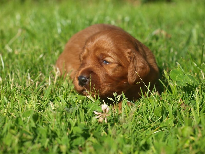 de la Jeannaie du Bois - Chiots disponibles - Setter irlandais rouge