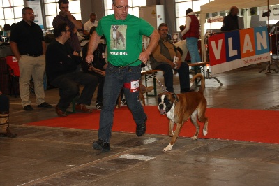 de L'Enfer Vert - HERMIONE  BRUXELLES DOG SHOW ...