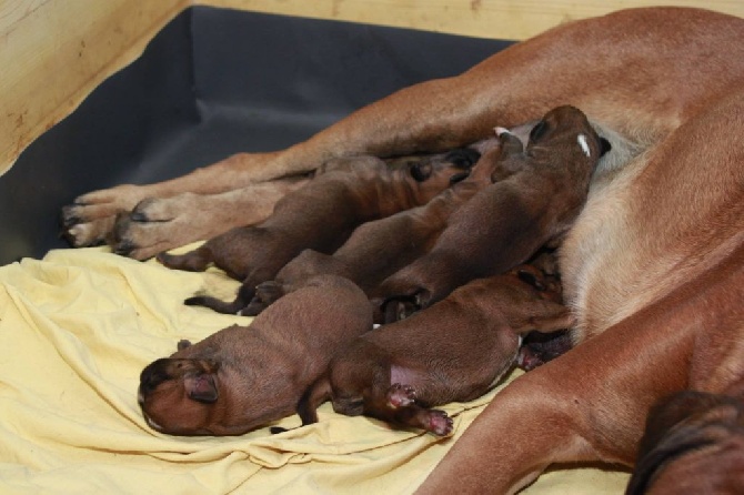 de L'Enfer Vert - Naissance chiots Fedler x Hamma 