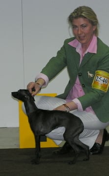 Nubiad - Championne Nordic N DK S DE Lux International Il Cagnolino Gemma