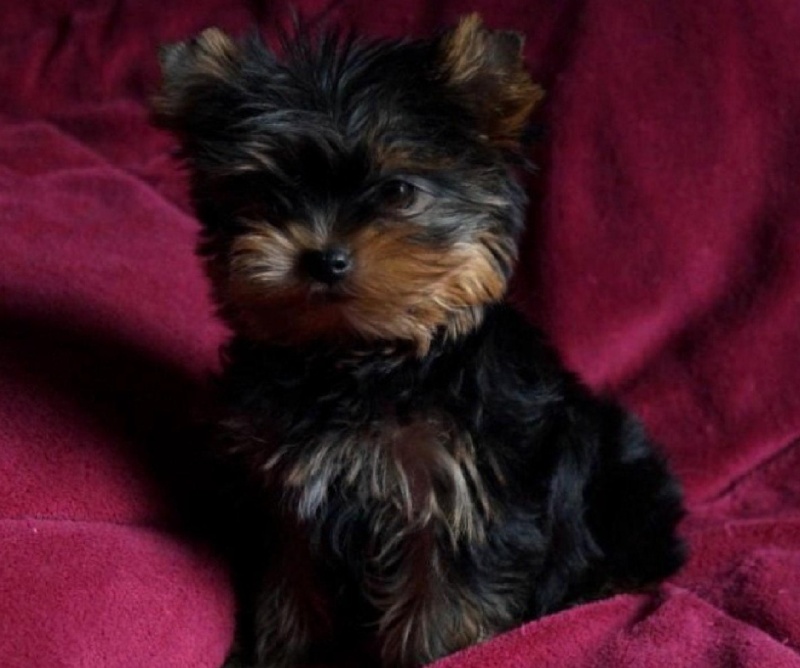 De la hoopa valley - Yorkshire Terrier - Portée née le 05/06/2015