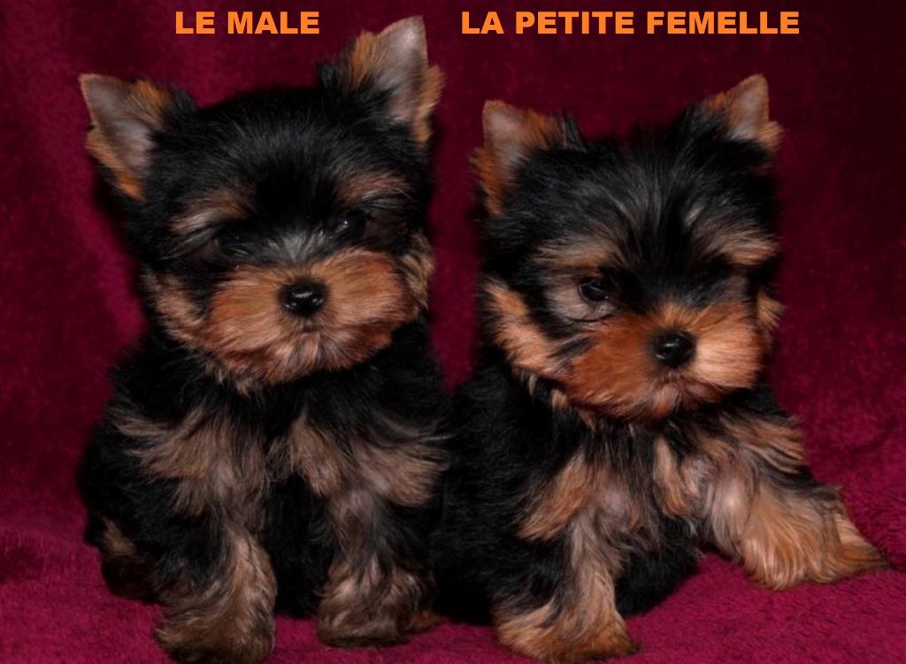 De la hoopa valley - Yorkshire Terrier - Portée née le 30/03/2017