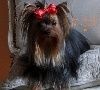 De la hoopa valley - Yorkshire Terrier - Portée née le 06/09/2015