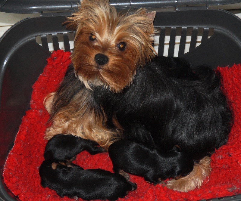 De la hoopa valley - Yorkshire Terrier - Portée née le 16/06/2015