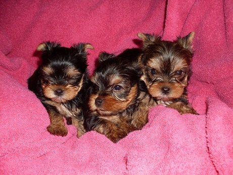 De la hoopa valley - Yorkshire Terrier - Portée née le 28/12/2010