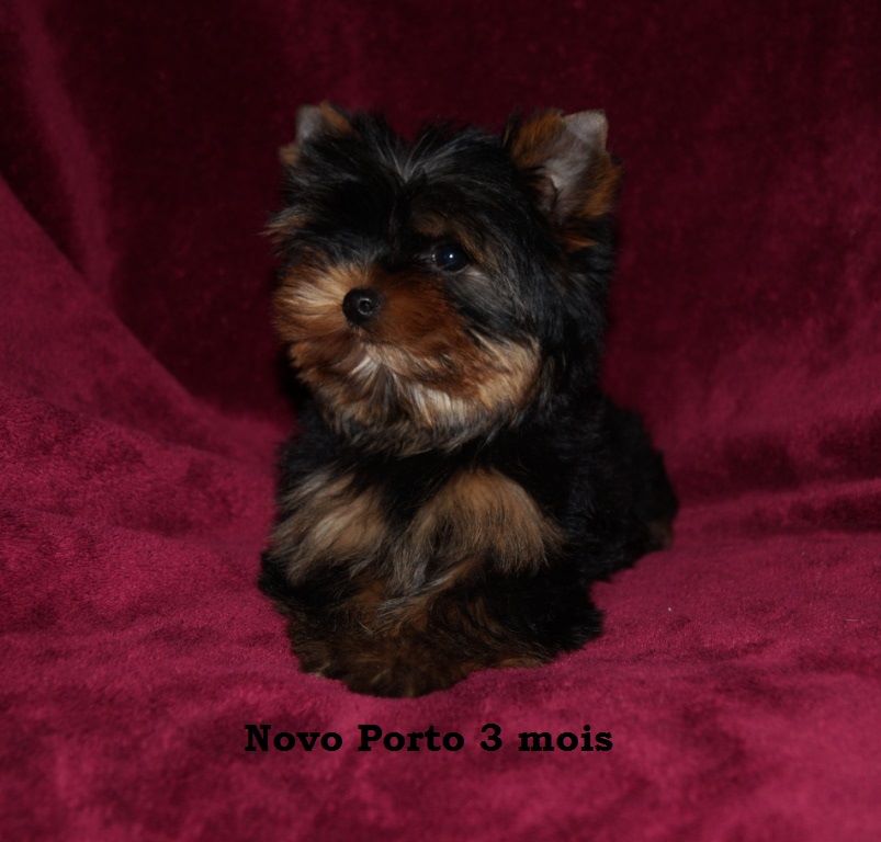 De la hoopa valley - Yorkshire Terrier - Portée née le 22/12/2017