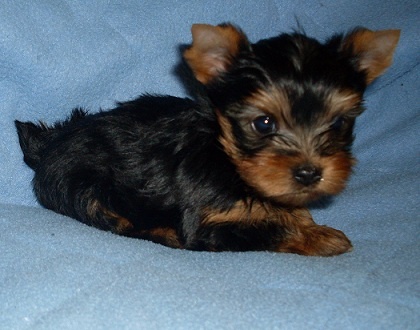 De la hoopa valley - Yorkshire Terrier - Portée née le 21/09/2011