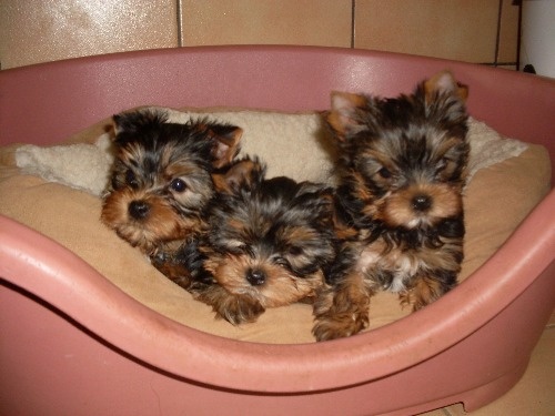 De la hoopa valley - Yorkshire Terrier - Portée née le 24/11/2010