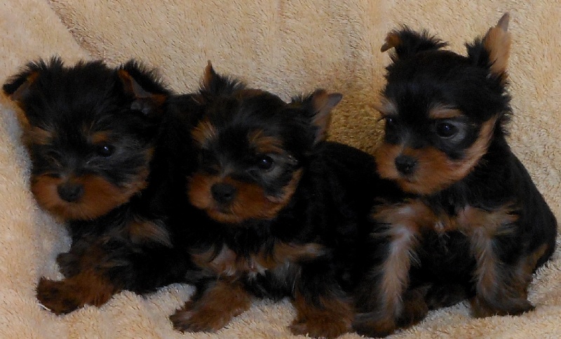 De la hoopa valley - Yorkshire Terrier - Portée née le 03/07/2012