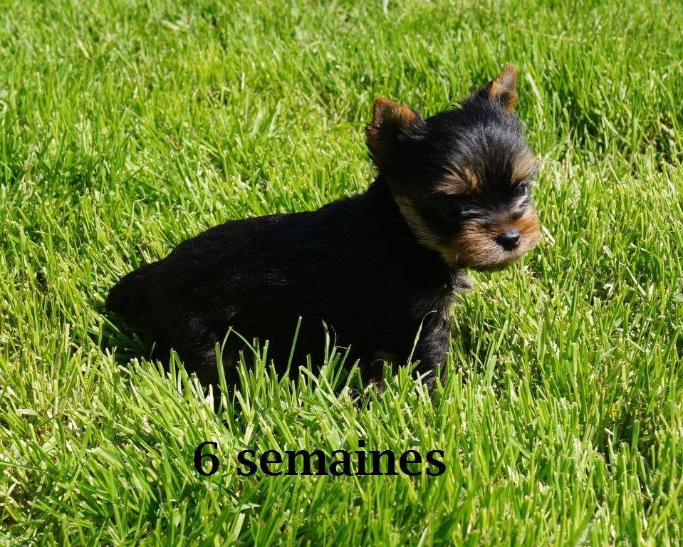 De la hoopa valley - Yorkshire Terrier - Portée née le 08/04/2023