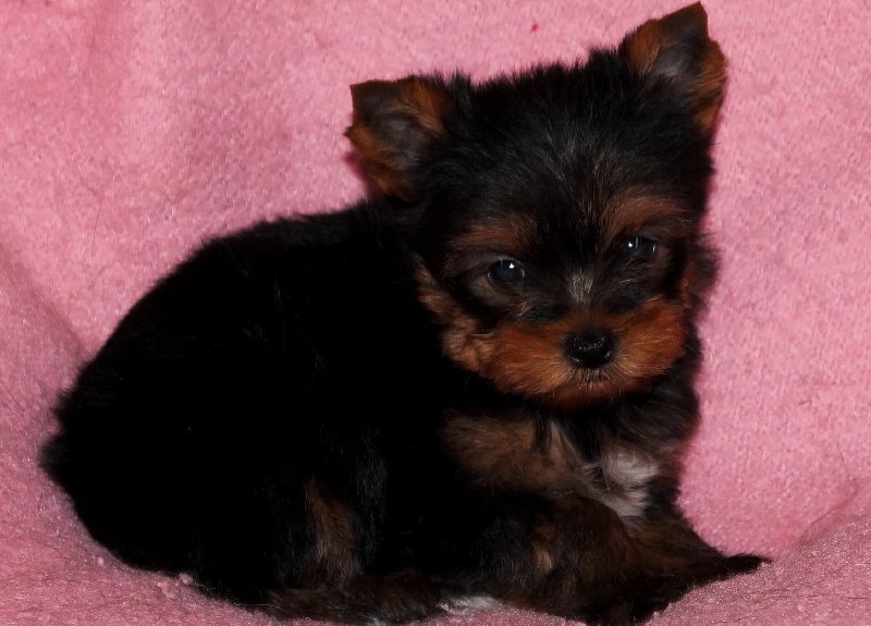 De la hoopa valley - Yorkshire Terrier - Portée née le 17/04/2014