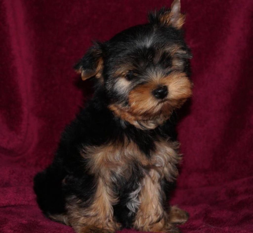 De la hoopa valley - Yorkshire Terrier - Portée née le 23/01/2017