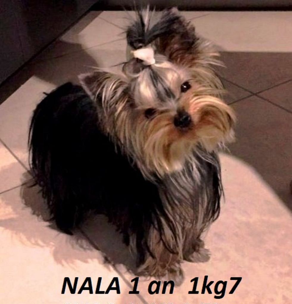 De la hoopa valley - Yorkshire Terrier - Portée née le 11/12/2017