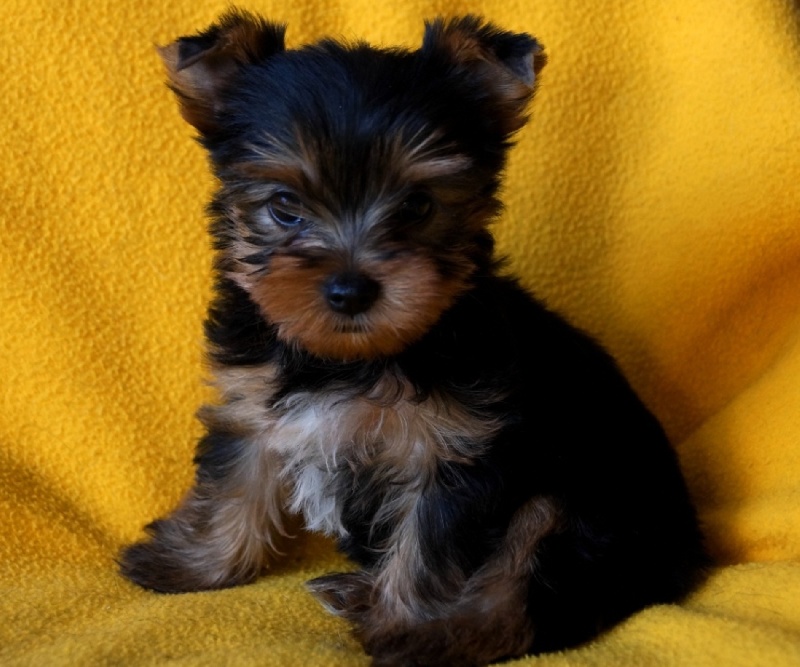 De la hoopa valley - Yorkshire Terrier - Portée née le 27/05/2015