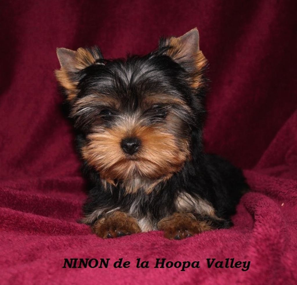 De la hoopa valley - Yorkshire Terrier - Portée née le 04/02/2017