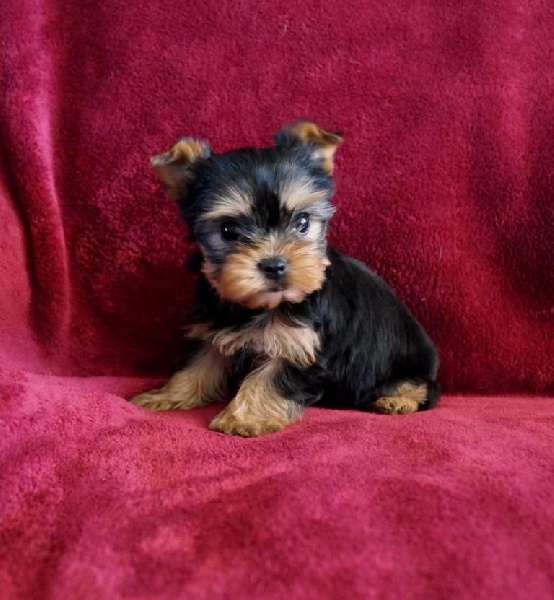 De la hoopa valley - Yorkshire Terrier - Portée née le 21/08/2015