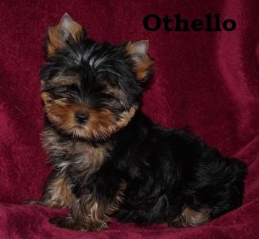 De la hoopa valley - Yorkshire Terrier - Portée née le 20/06/2018