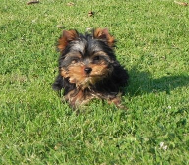 De la hoopa valley - Yorkshire Terrier - Portée née le 12/04/2012