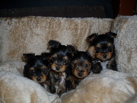 De la hoopa valley - Yorkshire Terrier - Portée née le 29/12/2010