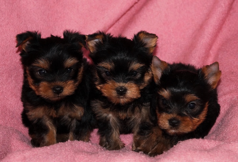 De la hoopa valley - Yorkshire Terrier - Portée née le 19/01/2014