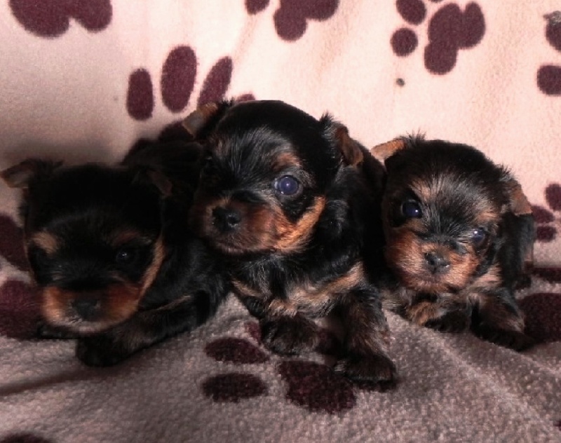 De la hoopa valley - Yorkshire Terrier - Portée née le 13/09/2014