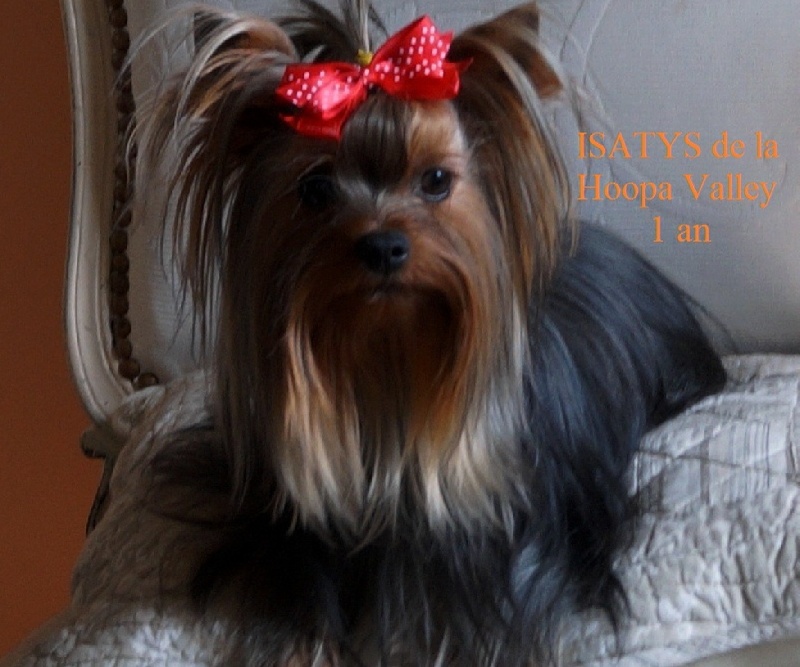 De la hoopa valley - Yorkshire Terrier - Portée née le 05/02/2015