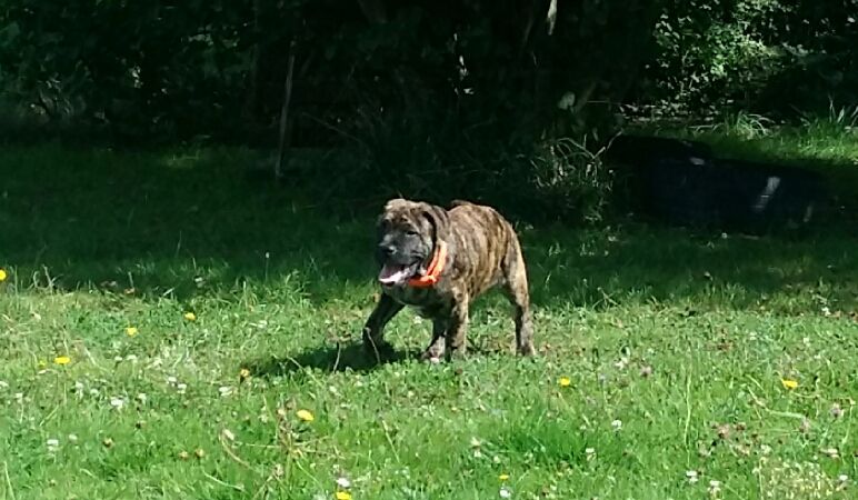 des Cerbères du Gévaudan - Chiots disponibles - Dogue de Majorque